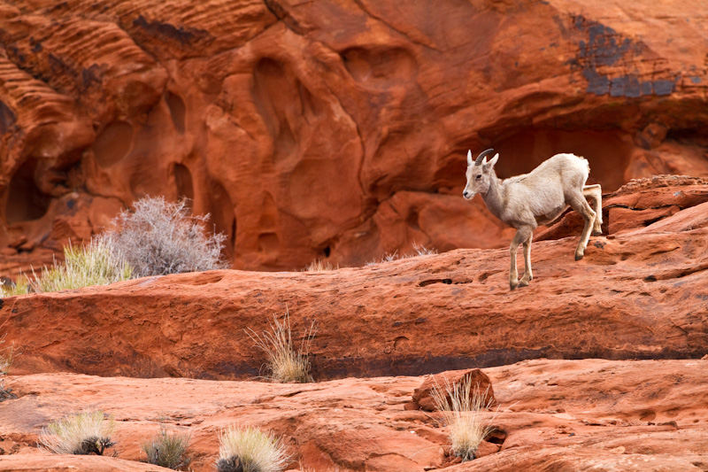 Bighorn On Slickrock